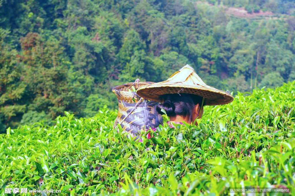 采茶姑娘 景区茶田