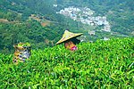 采茶姑娘 景区茶田