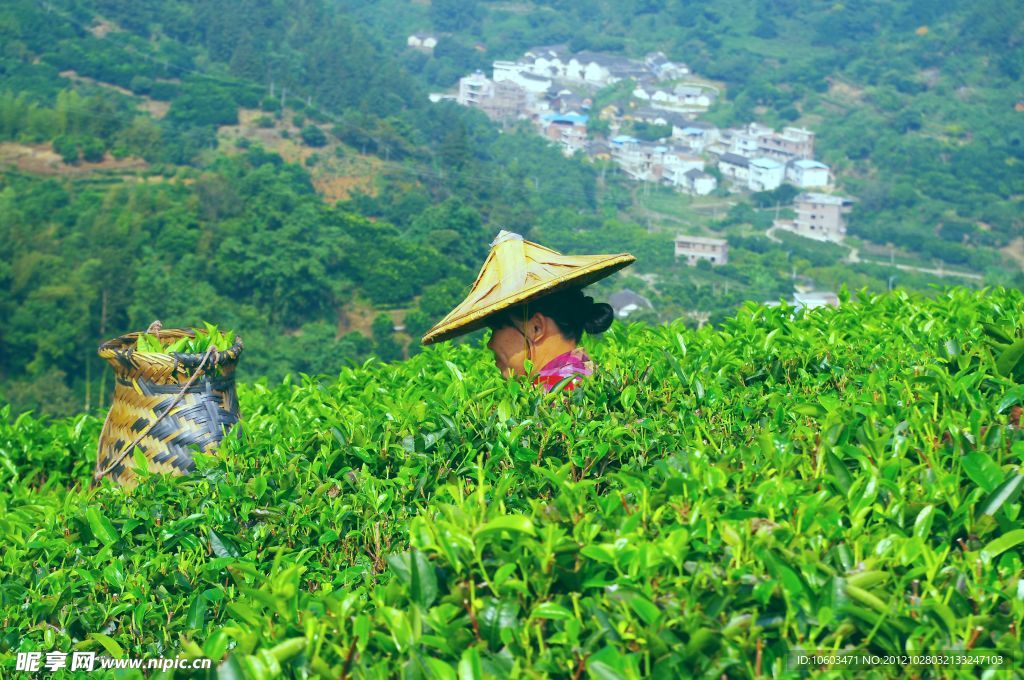 采茶姑娘 景区茶田