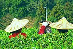 采茶景观 景区茶田