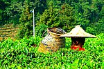 采茶姑娘 景区茶田