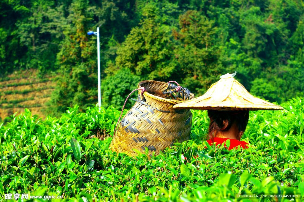 采茶姑娘 景区茶田