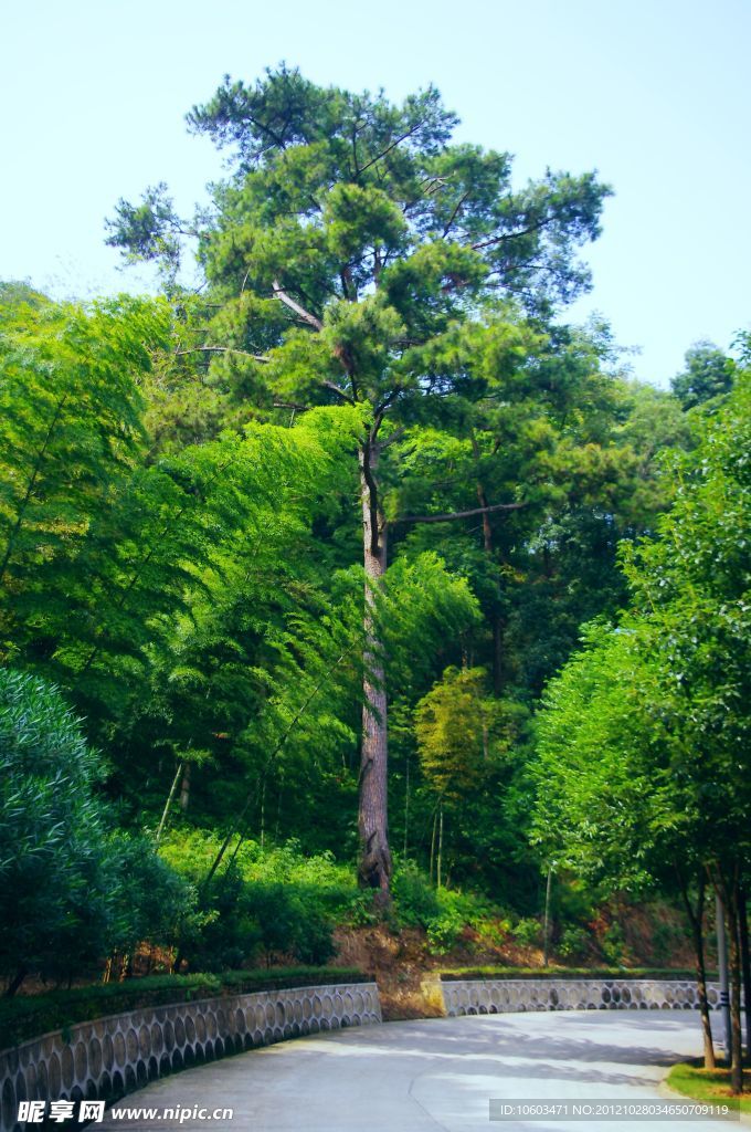 青松挺立 竹柳常青