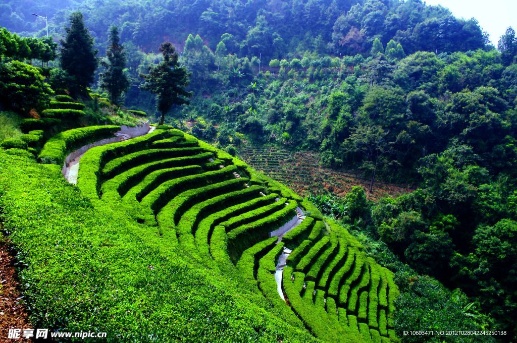 阴那山 茶田风光