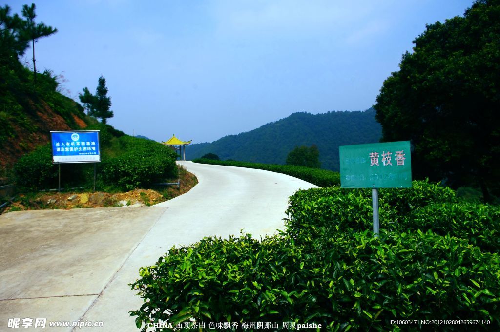 山水风景 有机茶田