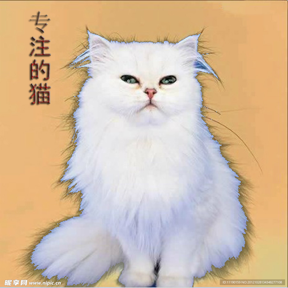 专注的猫