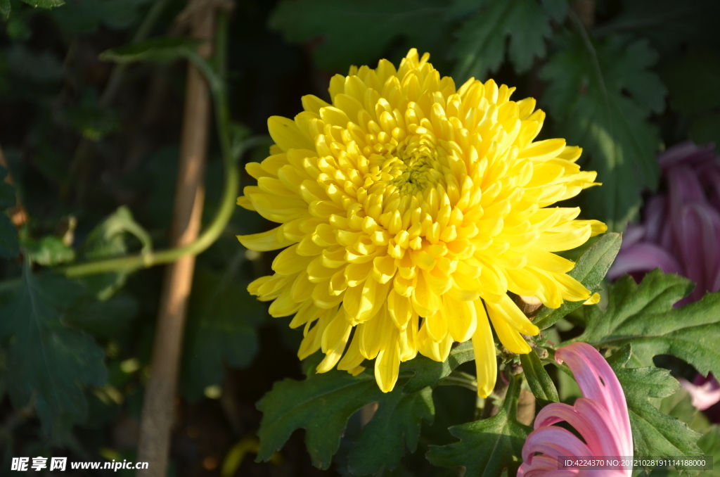 菊花