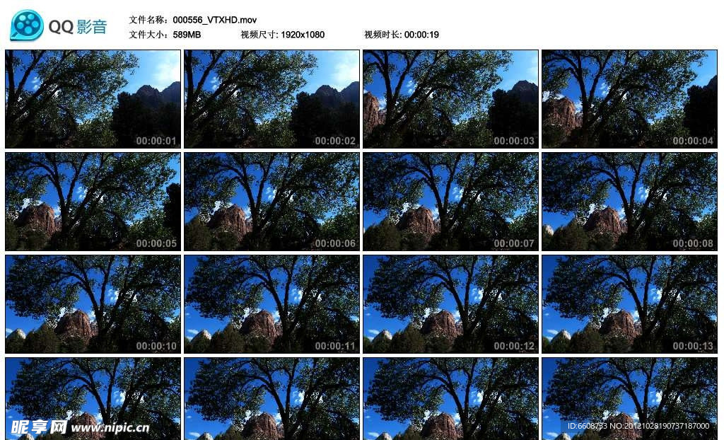 山中树木高清实拍视频素材