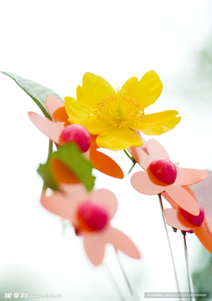 鲜花素材