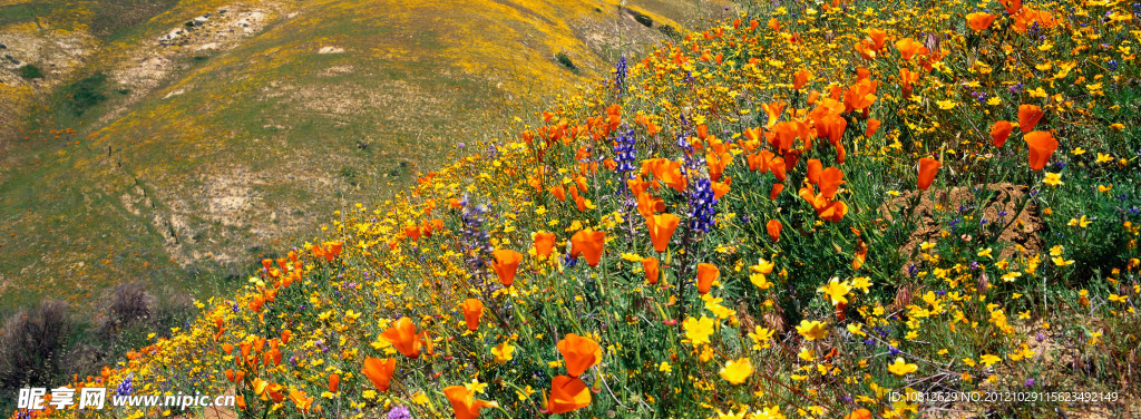 开花山坡