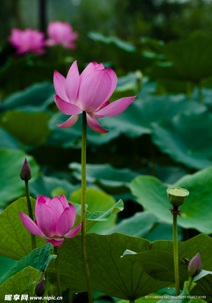 荷花