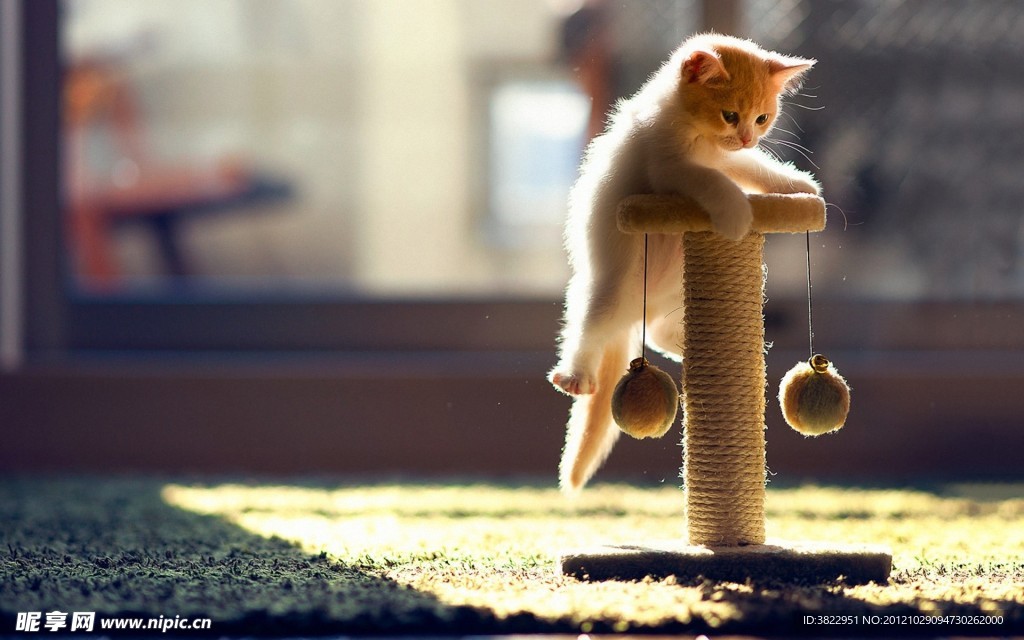 玩耍的猫咪