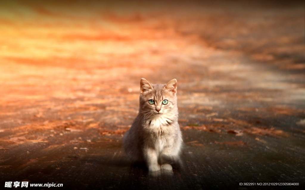 猫咪特写