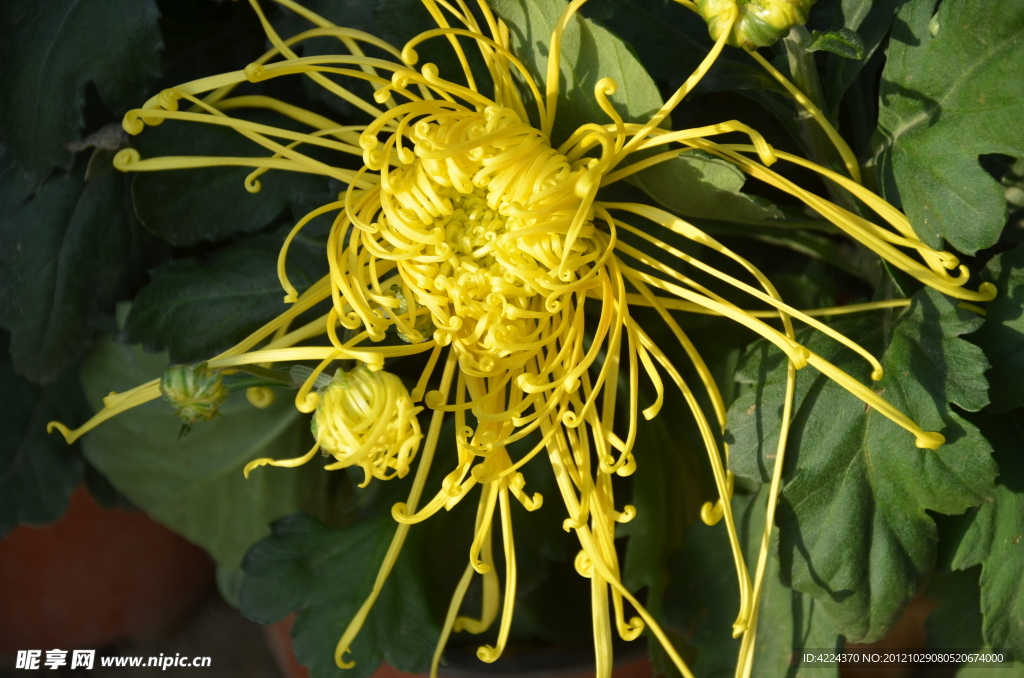 菊花