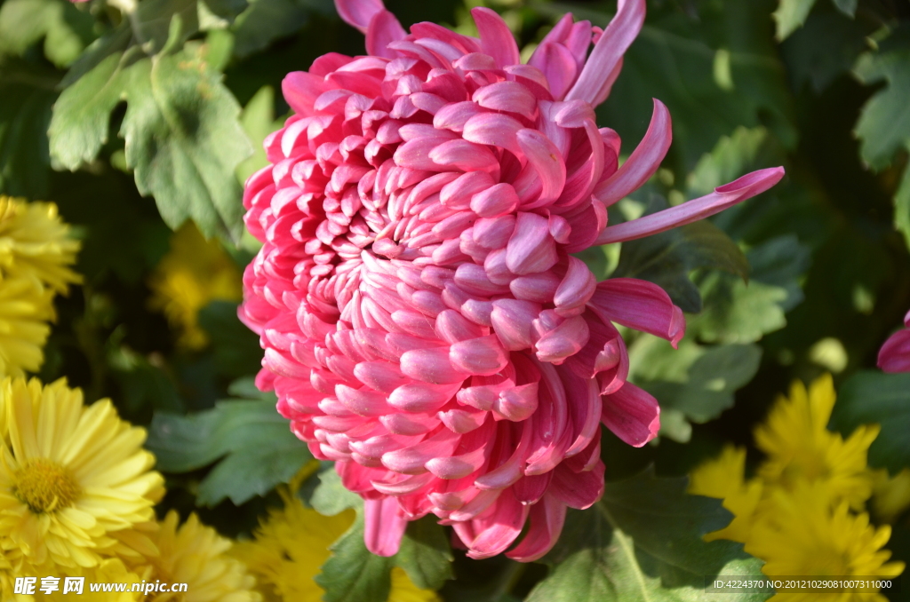 菊花