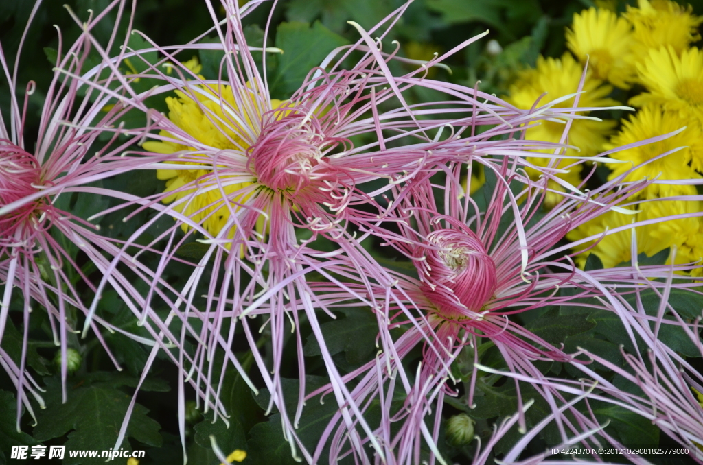 菊花