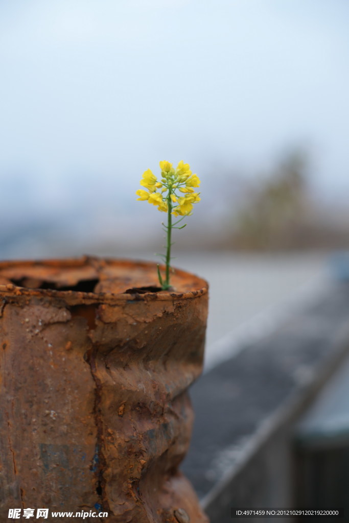 油菜花