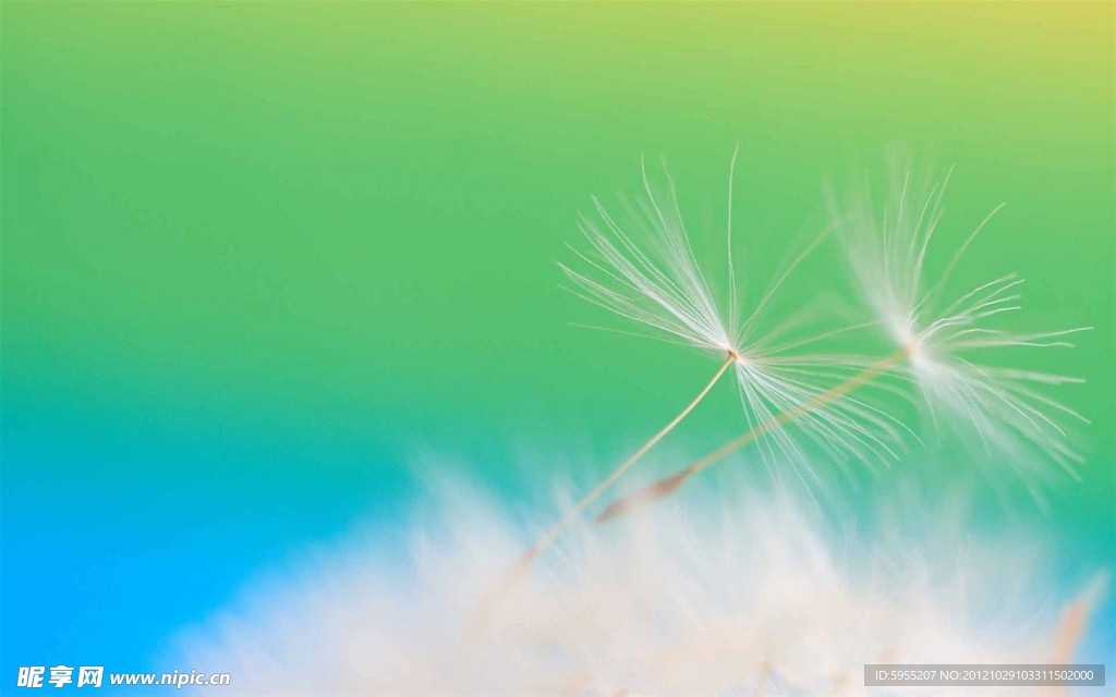 蒲公英背景