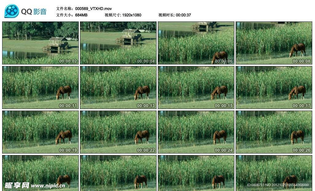 池塘边的骏马高清实拍视频素材