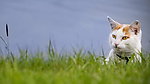 猫咪
