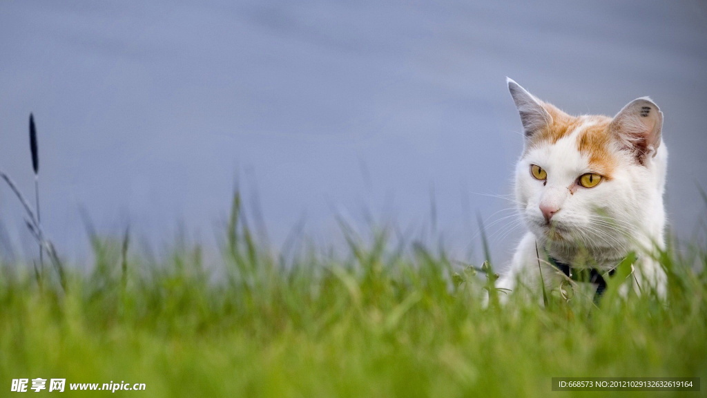猫咪