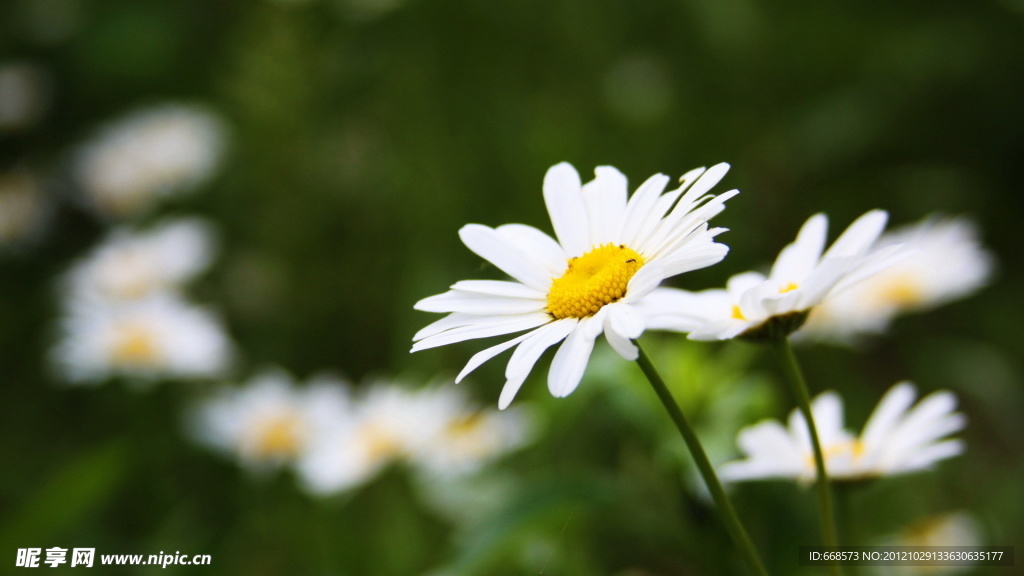 小雏菊