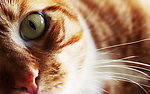猫咪