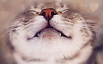 猫咪