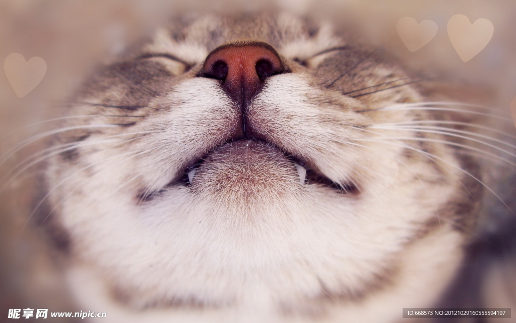 猫咪