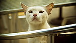 猫咪