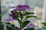 长春花