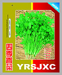 香菜