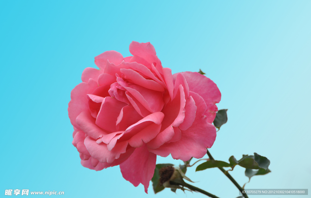 粉色月季花