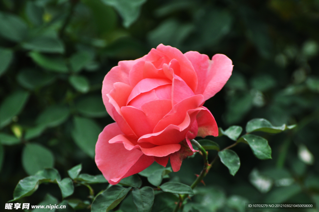 粉色月季花