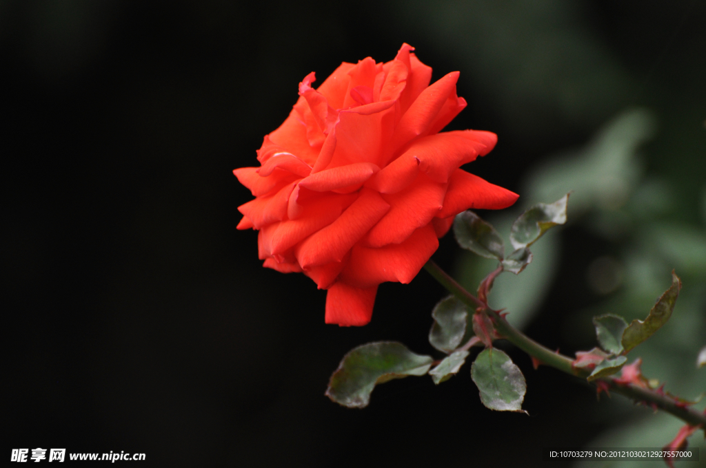 红色月季花