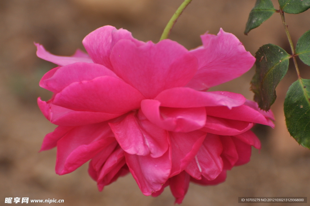 粉色月季花