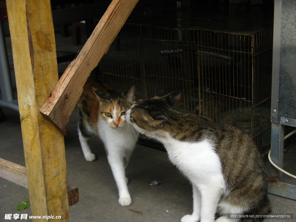猫咪