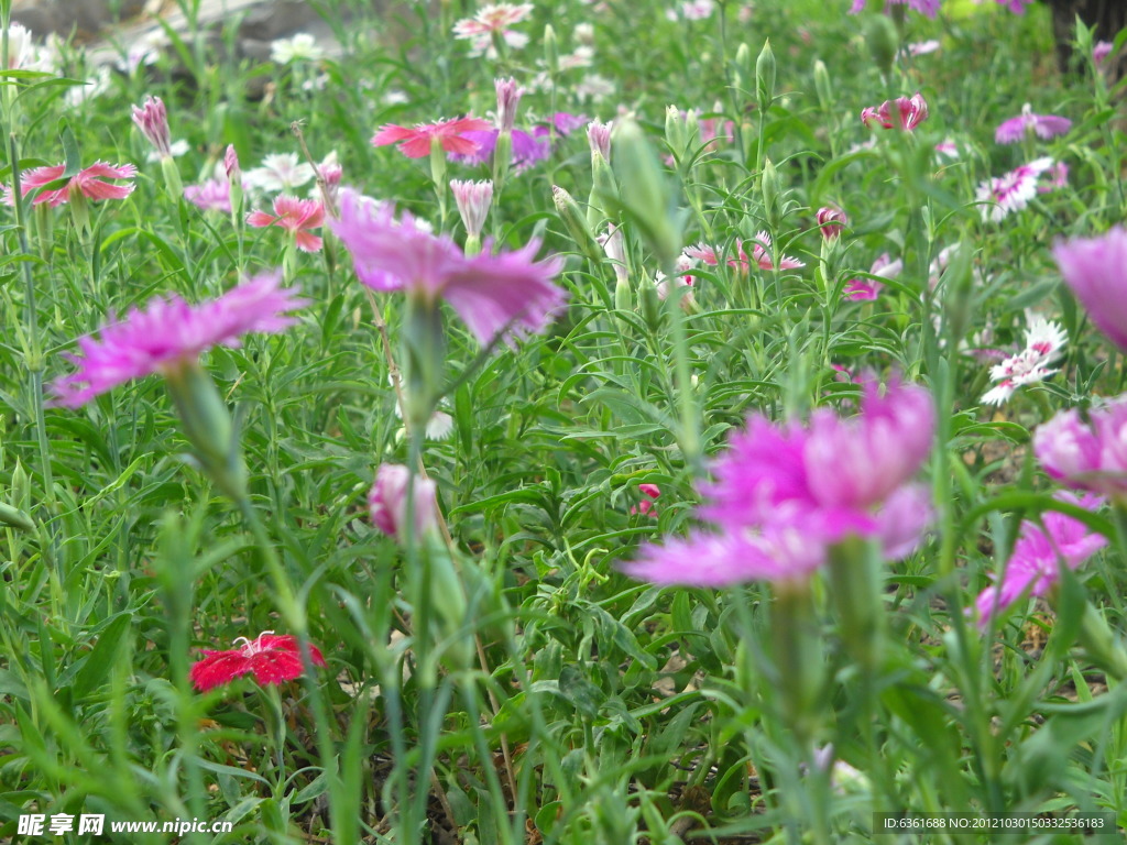石竹花