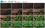 植物绿植生长高清实拍视频素材