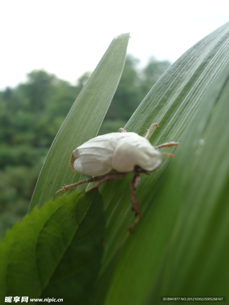 昆虫