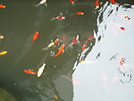 鱼池