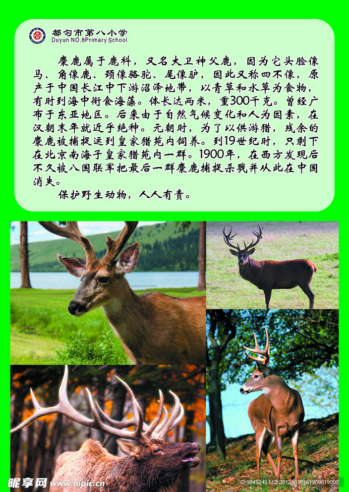麋鹿