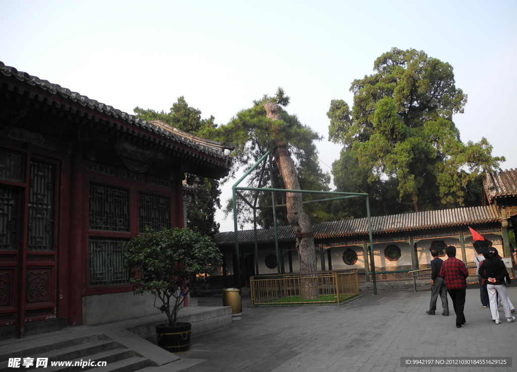古树参天