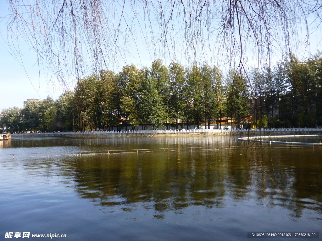昆明·翠湖的郁金香 - 高清图片，堆糖，美图壁纸兴趣社区