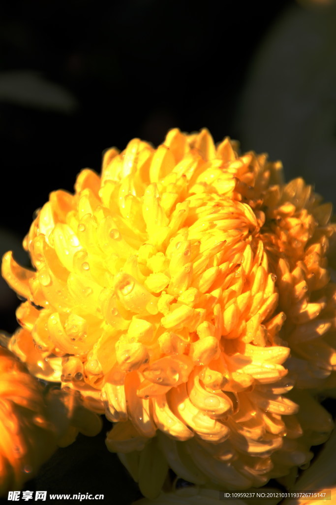 菊花