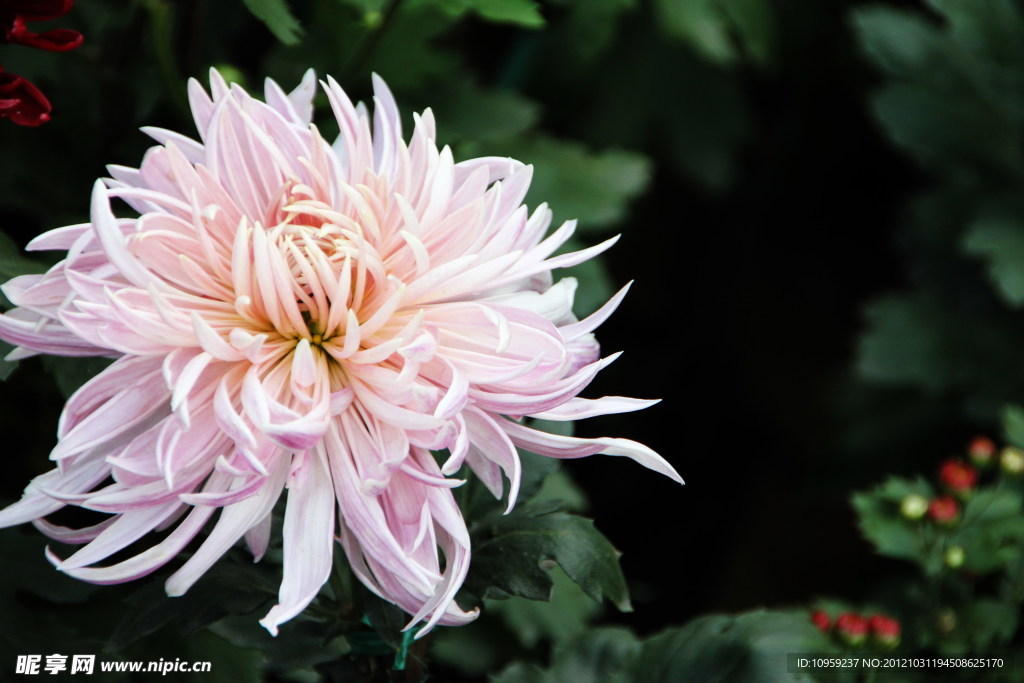 菊花