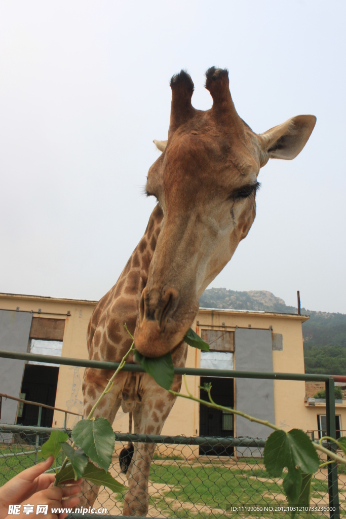 长颈鹿进食