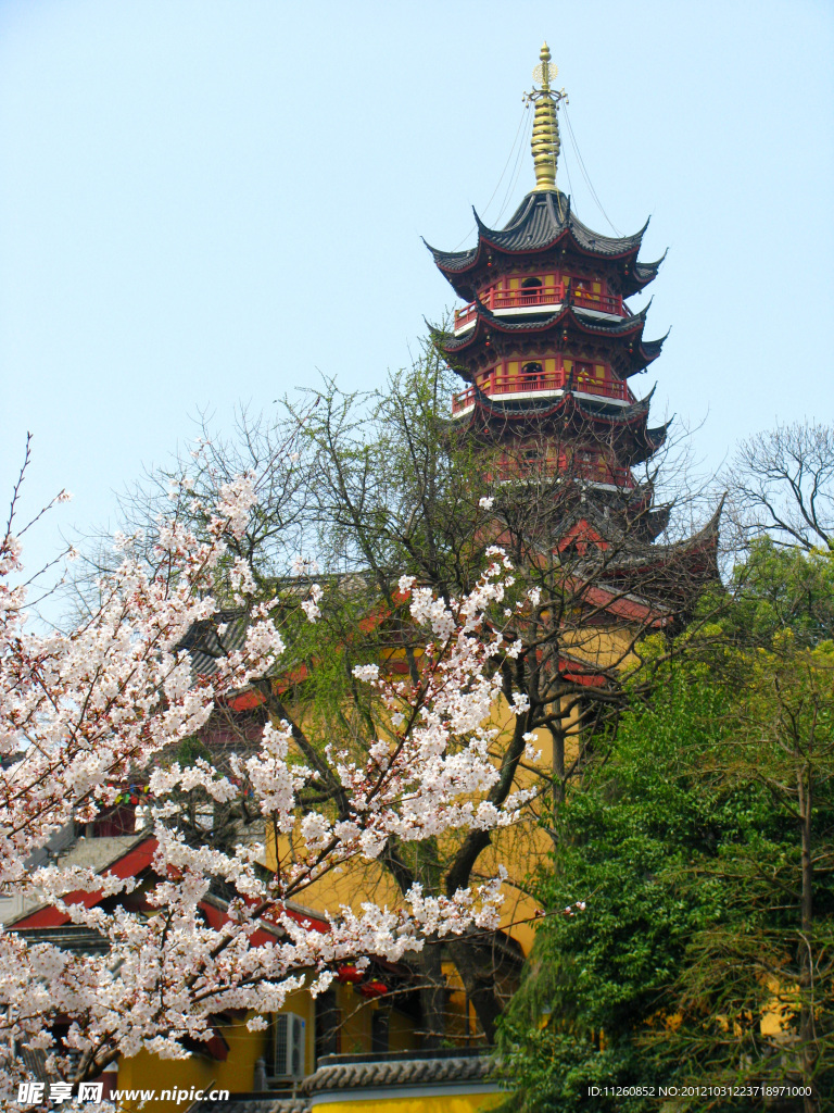 南京樱花 鸡鸣寺