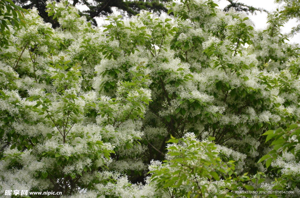 流苏树花