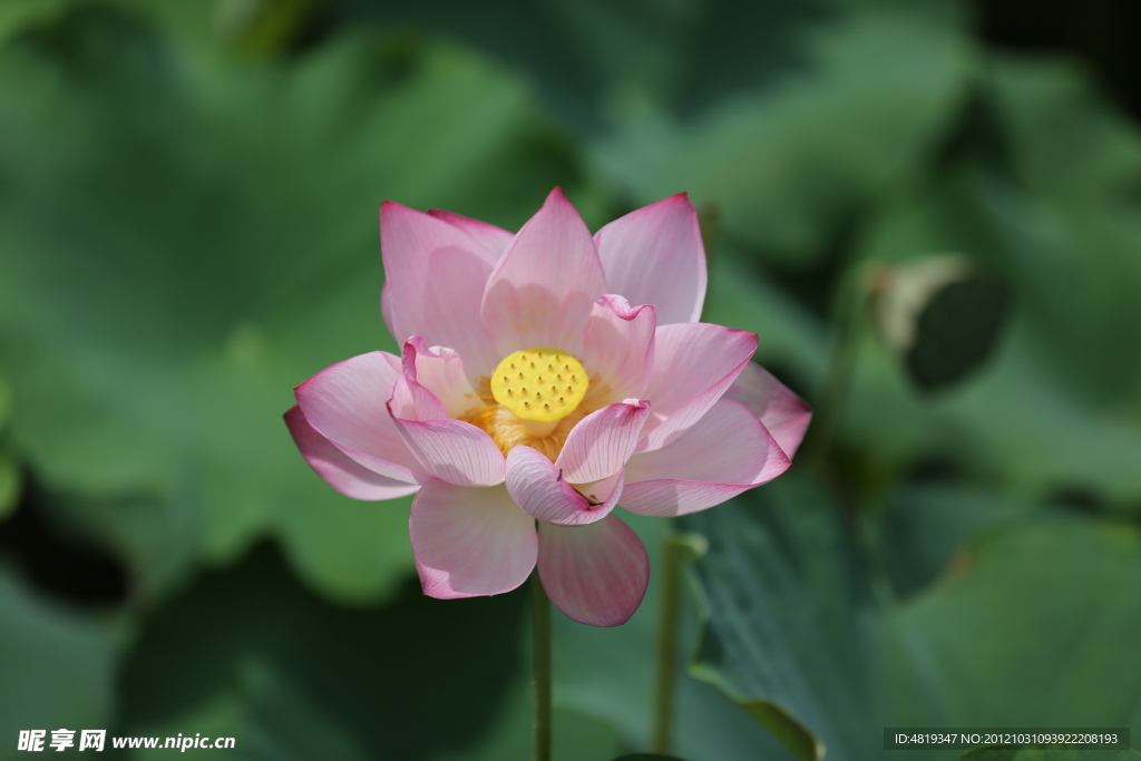 荷花魅力